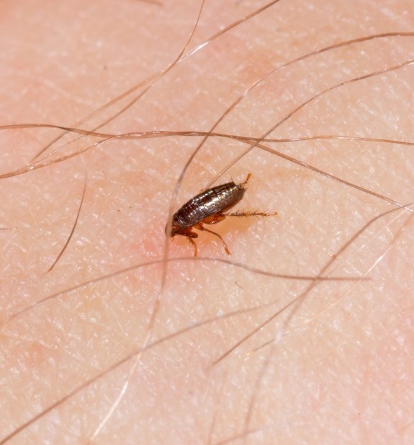 Ampiaisten ja kirppujen torjunta